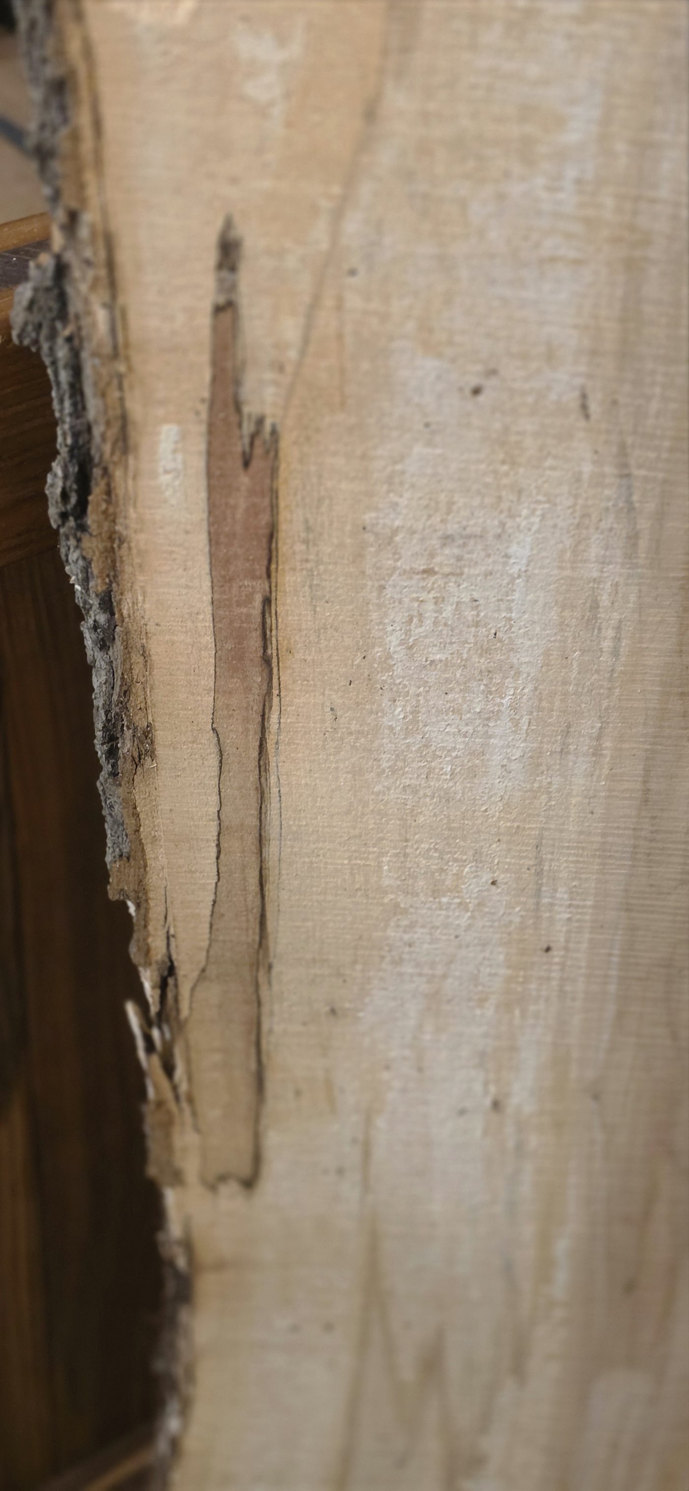 Spalting and live edge detail on the 1 inch rough thick maple slab
